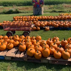 Mackenzie Farmers Market - Mackenzie