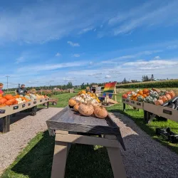 Mackenzie Farmers Market - Mackenzie