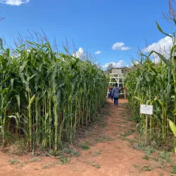 Mackenzie Farmers Market - Mackenzie