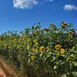 Mackenzie Farmers Market - Mackenzie
