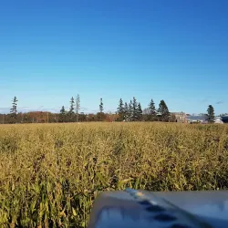 Mackenzie Farmers Market - Mackenzie