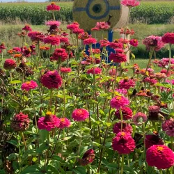 Mackenzie Farmers Market - Mackenzie