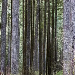 Alouette Lake - Maple Ridge