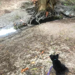 Alouette River Management Society (ARMS) Nature Trails - Maple Ridge