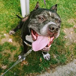 Maple Ridge Farmers Market - Maple Ridge