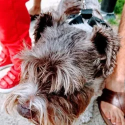 Maple Ridge Farmers Market - Maple Ridge