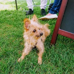 Maple Ridge Farmers Market - Maple Ridge