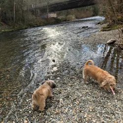 Maple Ridge Park - Maple Ridge