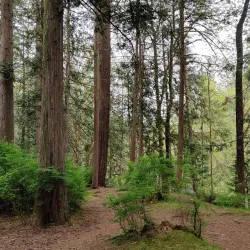 Maple Ridge Park - Maple Ridge