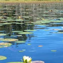 Whonnock Lake Park - Maple Ridge