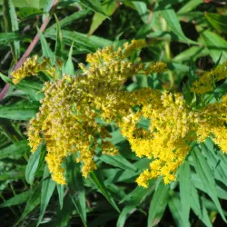 Lake Superior Shoreline - Marathon