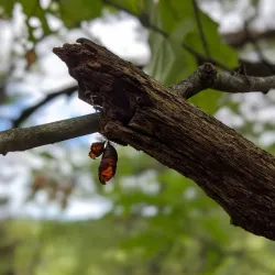 Manitouwadge Lookout - Marathon