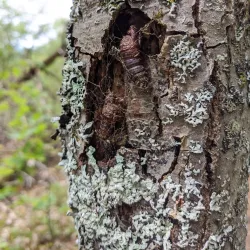 Manitouwadge Lookout - Marathon