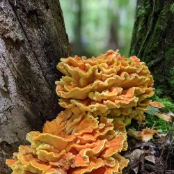 Manitouwadge Lookout - Marathon