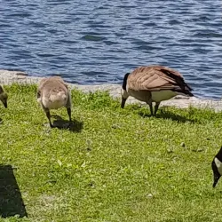 Parc de la Seigneurie - Mascouche