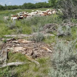 Police Point Park - Medicine Hat