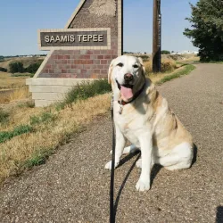 Saamis Tepee - Medicine Hat
