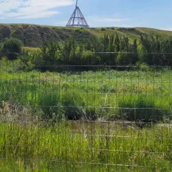 Saamis Tepee - Medicine Hat