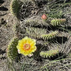 Saamis Tepee - Medicine Hat