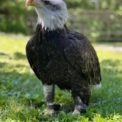 Wye Marsh Wildlife Centre - Midland