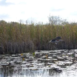 Wye Marsh Wildlife Centre - Midland