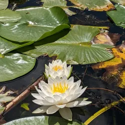 Wye Marsh Wildlife Centre - Midland