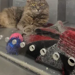 Douglastown Mall - Miramichi