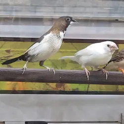 Douglastown Mall - Miramichi