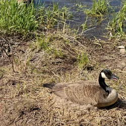 French Fort Cove Nature Park - Miramichi