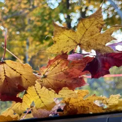 French Fort Cove Nature Park - Miramichi