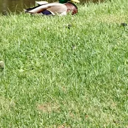 Miramichi Golf and Country Club - Miramichi