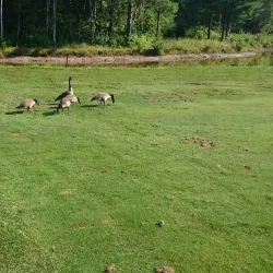 Miramichi Golf and Country Club - Miramichi