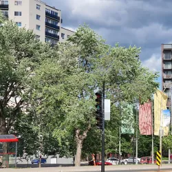 Plateau Mont-Royal Neighborhood - Montreal