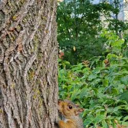 Plateau Mont-Royal Neighborhood - Montreal