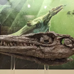 Canadian Fossil Discovery Centre - Morden