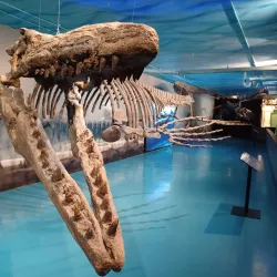 Canadian Fossil Discovery Centre - Morden