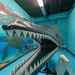 Morden Wildlife Museum - Morden