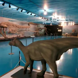 Morden Wildlife Museum - Morden