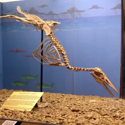 Morden Wildlife Museum - Morden