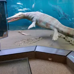 Morden Wildlife Museum - Morden