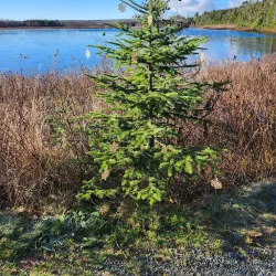 Mount Pearl Walking Trails - Mount Pearl