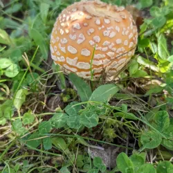 Nakusp Golf Club - Nakusp