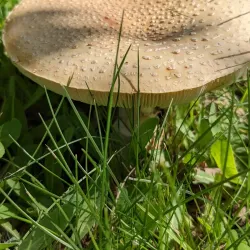 Nakusp Golf Club - Nakusp