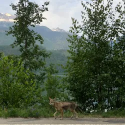 Upper Arrow Lake - Nakusp