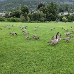 Lakeside Park - Nelson BC