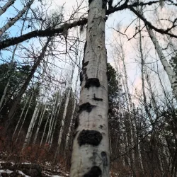 Pulpit Rock Trail - Nelson BC