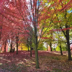 Fairy Lake Park - Newmarket