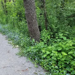 Holland River Trail - Newmarket