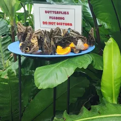 Niagara Parks Butterfly Conservatory - Niagara Falls