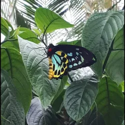 Niagara Parks Butterfly Conservatory - Niagara Falls